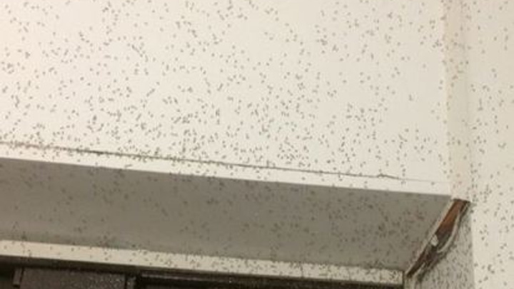 Несколько районов города атаковали полчища насекомых