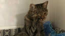 «Аномалией поигрались и выбросили»: в Волгограде в подъезде нашли кошку с врождённым уродством