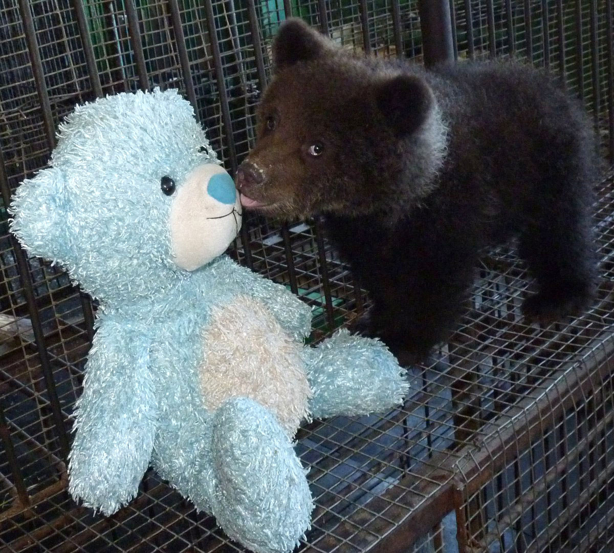 В это время недавний новичок, медвежонок Соня, знакомится с новым соседом по клетке