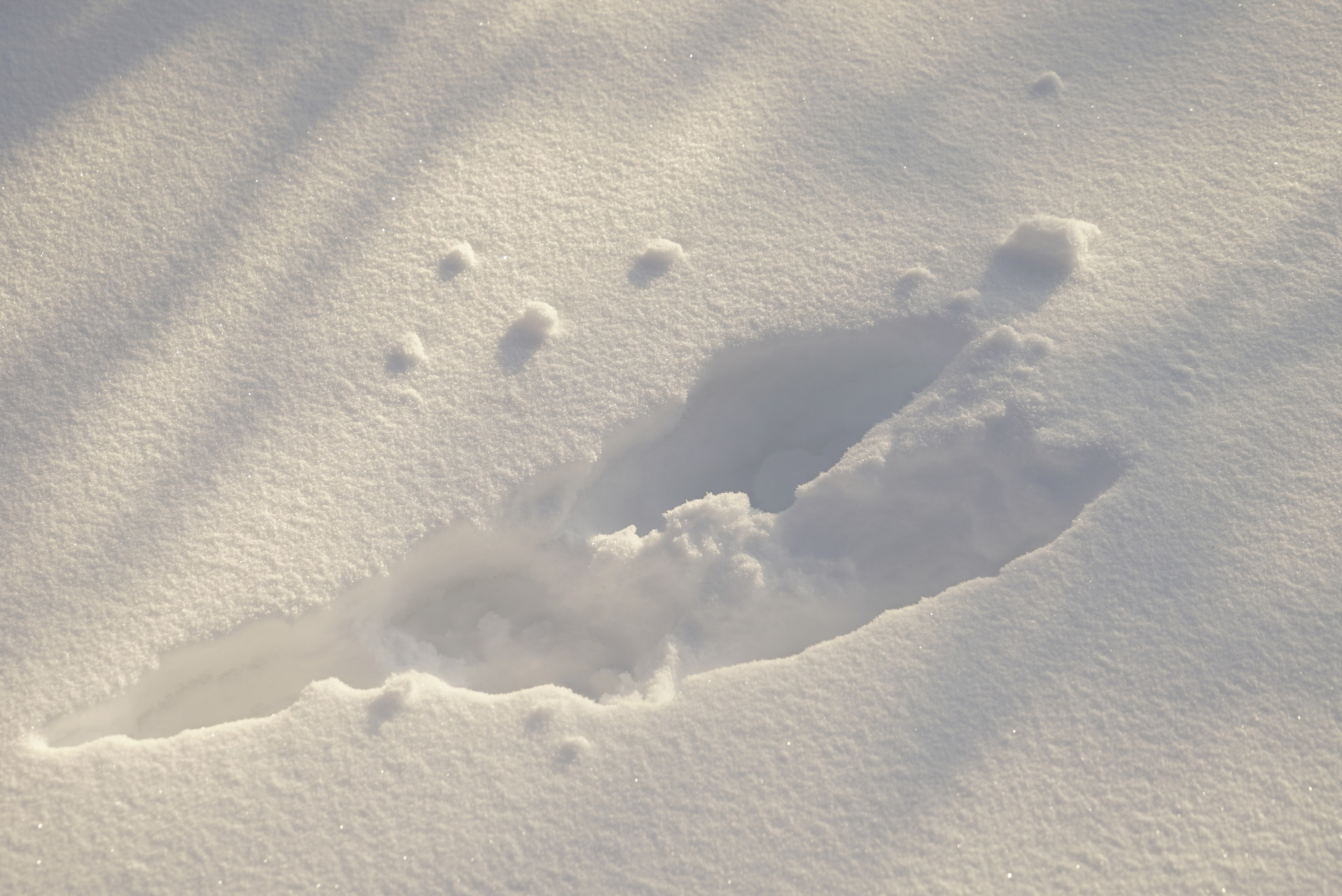 Каменная куница следы на снегу