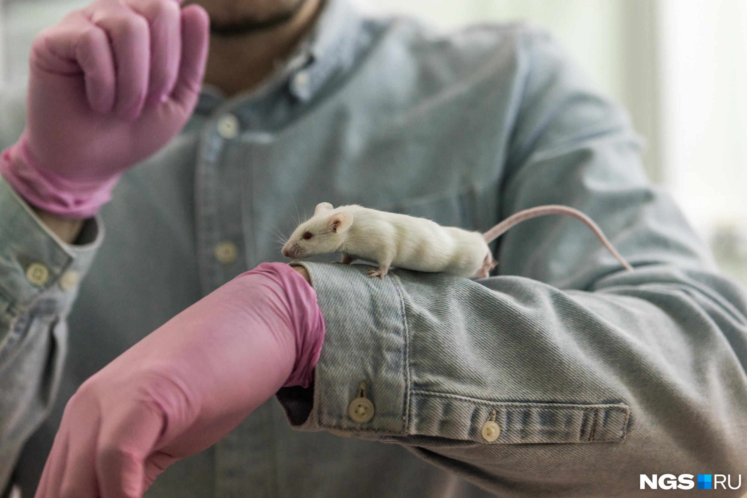 Схема, которую разрабатывают ученые, уже работает на мышках