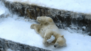 В новосибирском зоопарке сняли смешное видео, как медвежата роют ямы в снегу и играют со льдинками