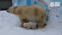 Мишки нашлись: белые медвежата вышли на первую прогулку в зоопарке