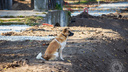 В Рыбинске пёс контролирует реконструкцию парка