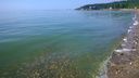 Купаться страшно: вода в Обском море стала ядовито-зелёной
