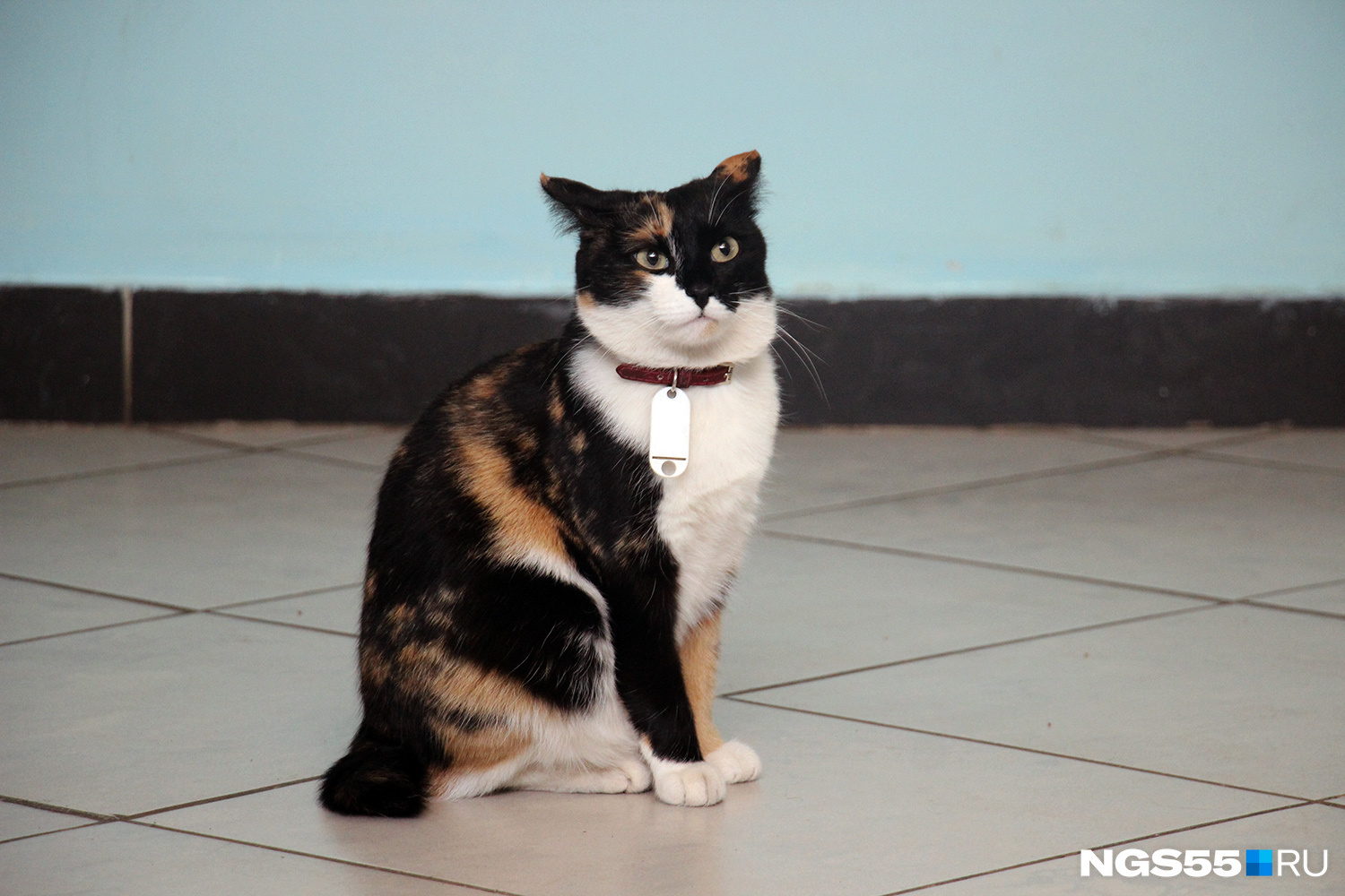 Местная жительница, кошка Деззи, любимица студентов и охранника-вахтёра Сергея