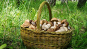 «В белых — ртуть, в груздях — медь»: рассказываем, как правильно собирать и готовить грибы