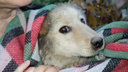 Новосибирские диггеры спасли щенка, который жил под землёй два месяца