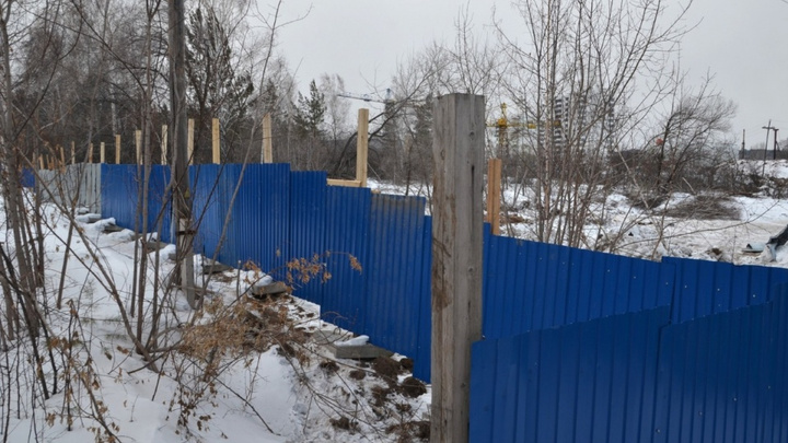 Отдают лес под вырубку: чиновников Красноярска обвинили в плохой охране деревьев