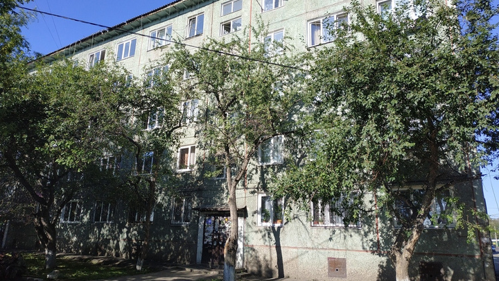 Волонтеры пересчитали деревья в центре Красноярска и рассказали, почему они погибают