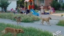 В Ростове стая собак напала на детей