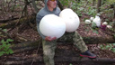 «Один гриб — и полная сковородка!»: житель Самары нашёл за Волгой огромные дождевики