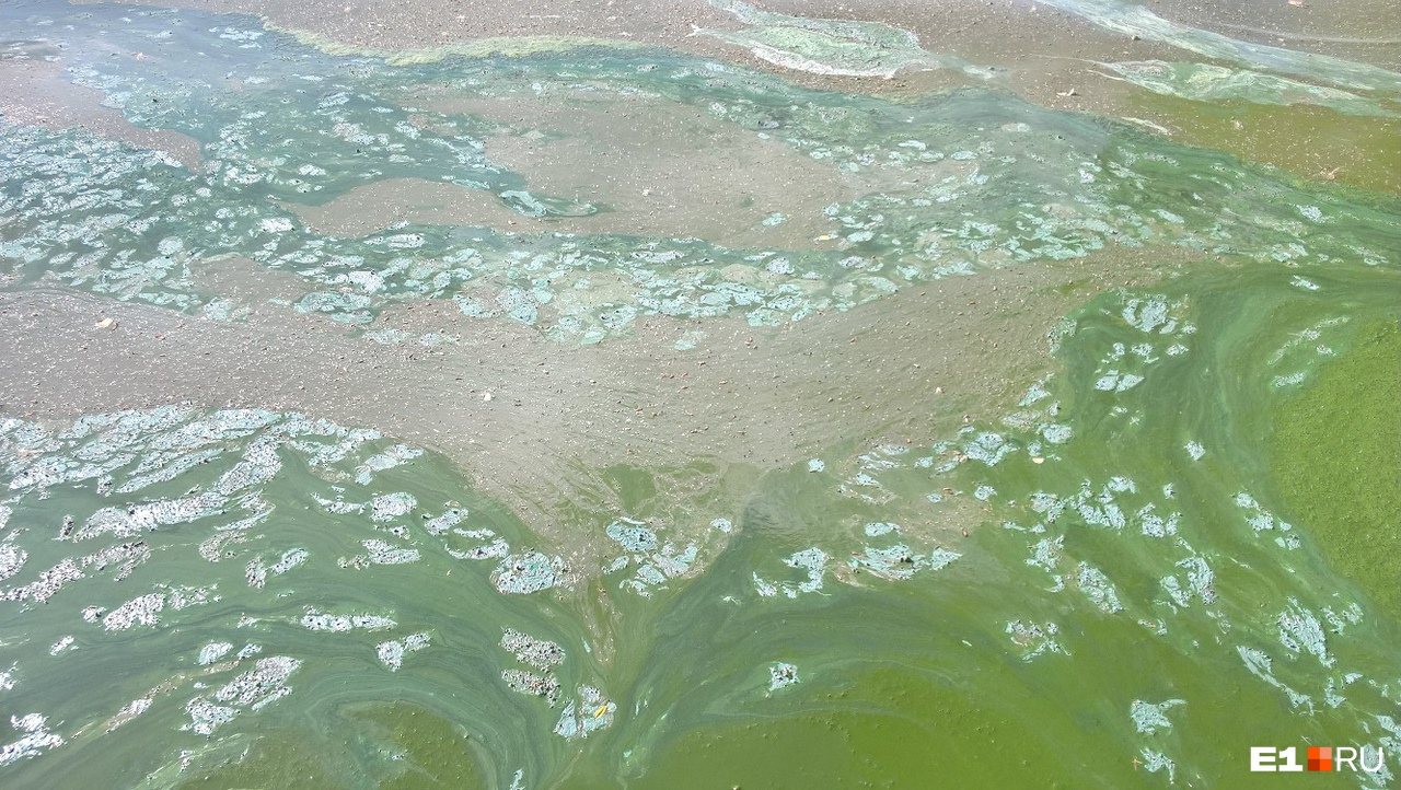 Густые зеленые воды. Зеленая пленка на воде. Зелёная плёнка на поверхности пруда. Зеленая пленка на поверхности воды. Салатовая пленка на поверхности воды.