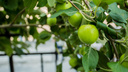 Фото: на яблонях в центре Новосибирска появились первые плоды