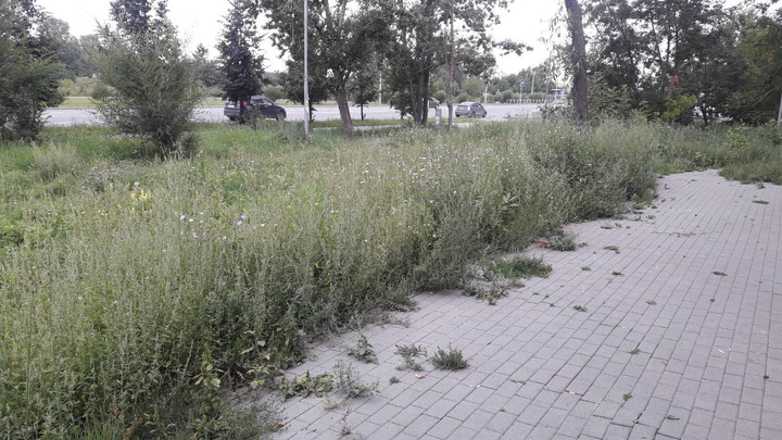 Покос на миллион: рассказываем, кому жаловаться на заросшие газоны в Челябинске