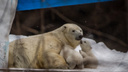 Двойная доза милоты: белые медвежата впервые вышли из берлоги в зоопарке