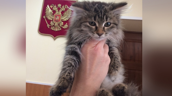 Инспекторы ГИБДД подобрали греющегося у трубы «патрульки» котенка и нашли ему дом
