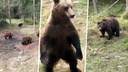 «Четыре медведя на трассе»: новосибирцы получили видео с медвежатами на Северном объезде