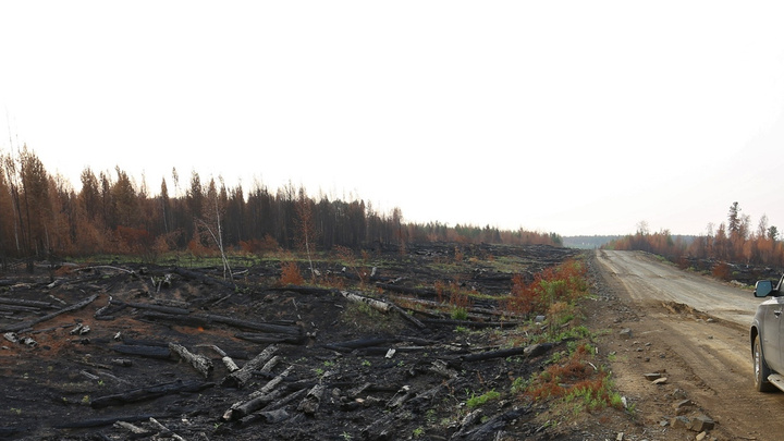 Силовики расследуют, как в крае тушили лесные пожары. Изучаем итоги проверок лесничеств по 2018 году