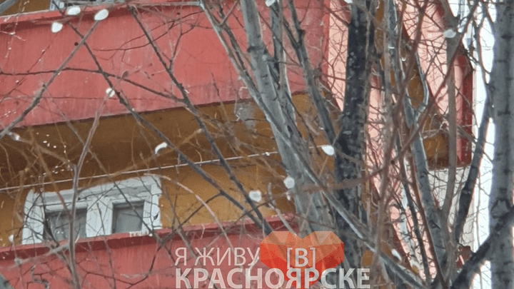 Из-за аномального тепла под Красноярском распустилась верба