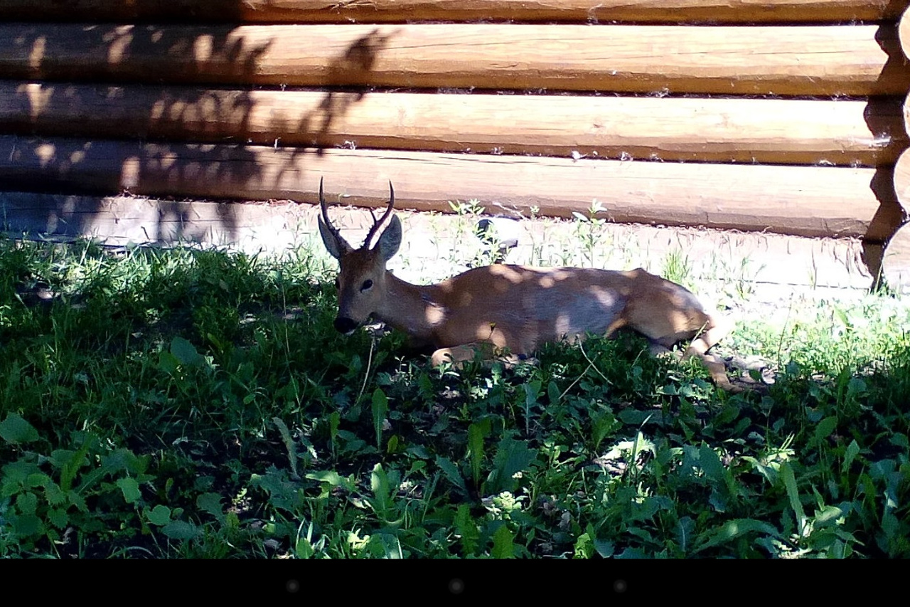 животные починок. чешская бурая коза. иркутский зоосад. кошка делает ремонт. животные починок.