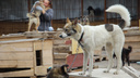 Фоторепортаж из омской службы отлова собак, какой её хотели показать журналистам