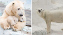 Первому медвежонку, родившемуся в новосибирском зоопарке, исполнилось 6 лет. Смотрим, как выросла Шилка