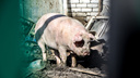Африканская чума свиней продолжает шагать по Нижегородской области