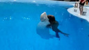 Видео: в новосибирском дельфинарии научили танцевать белуху с моржом