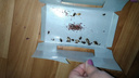 Пациенты больницы в Чайковском пожаловались на тараканов