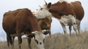 В Волгоградской области будут судить стрелка, безжалостно расправившегося с коровами