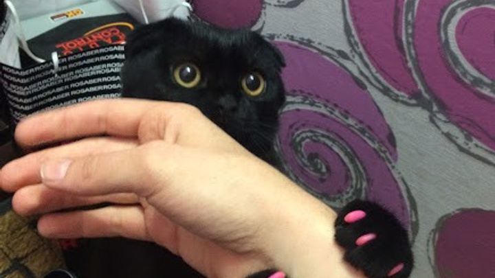Ветеринары спасли жизнь кошке, которая проглотила рублевую монету