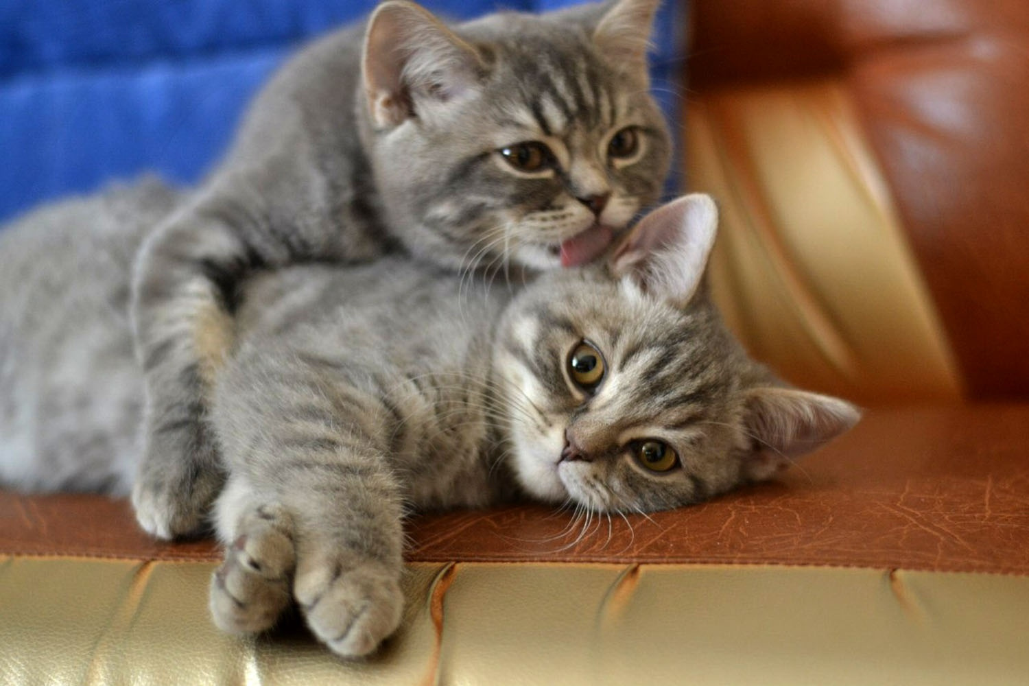 Породы кошек которые любят детей. Породы кошек которые любят детей