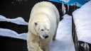 В зоопарке построят трёхметровый маяк для белых медведей