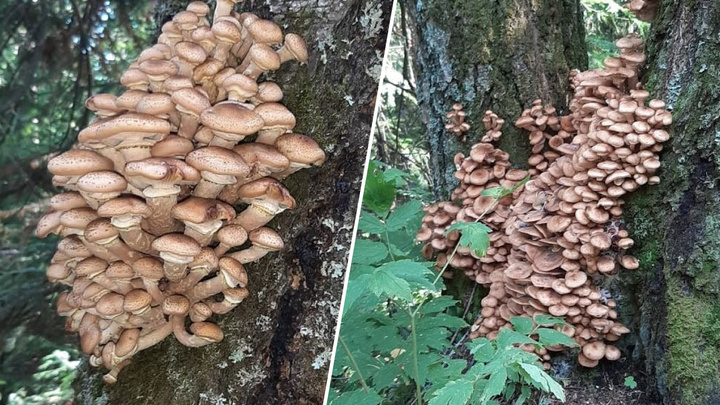 «Сезон опят»: смотрим, какие грибы собирают сейчас в Красноярске