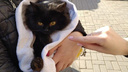 «Сатанисты стали хитрее»: зоозащитники просят не отдавать незнакомцам черных котов перед Хеллоуином