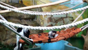 Видео: в зоопарке повзрослел малыш восточных колобусов
