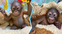 Новосибирский зоопарк впервые показал фото детеныша орангутанов — это девочка, её назвали Джулией