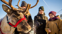 Фото: северный олень в красивом свитере прогулялся по улицам Новосибирска