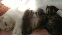 В новосибирском зоопарке домашняя кошка стала мамой для маленьких енотов