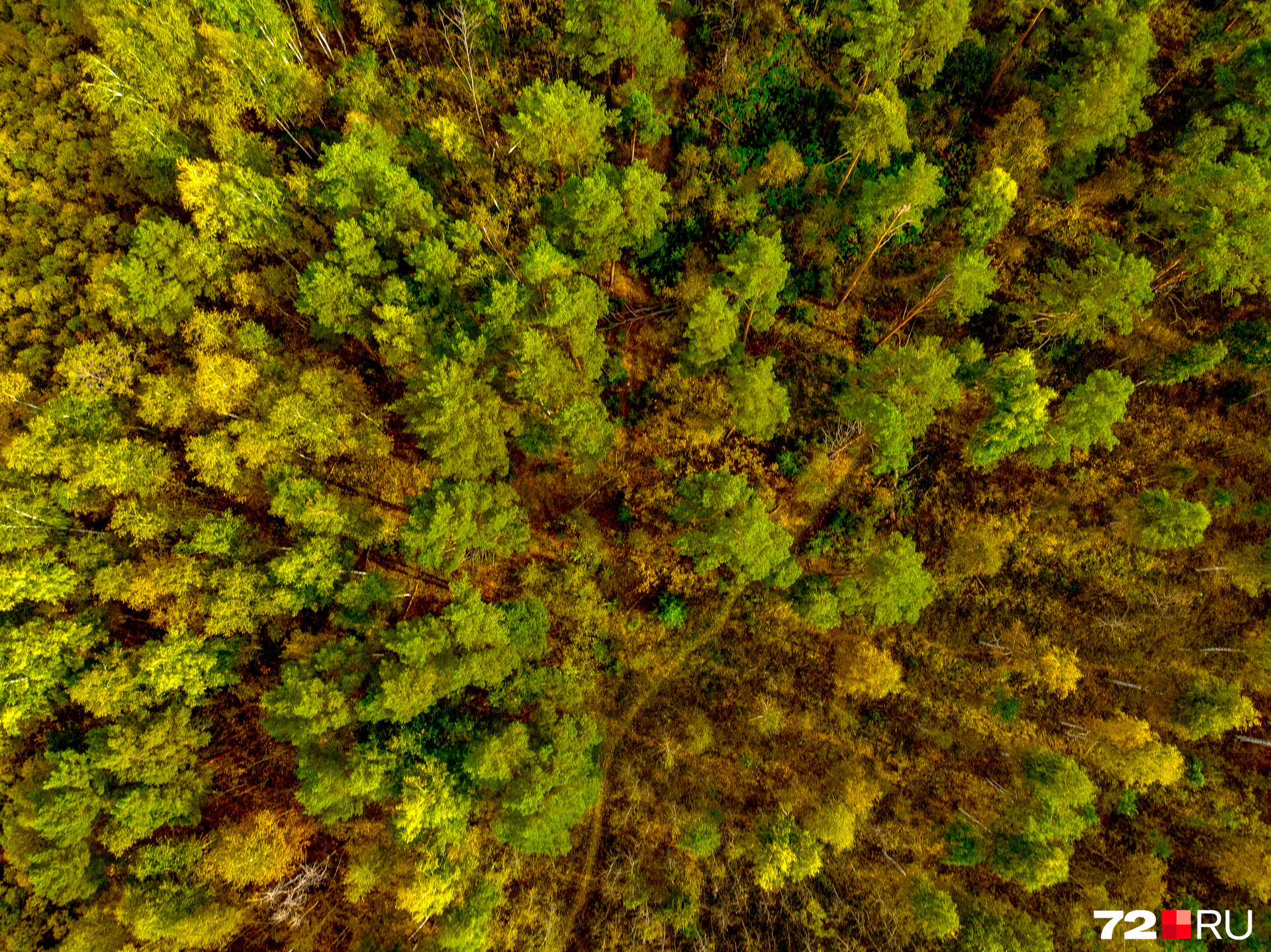С высоты птичьего полёта можно рассмотреть интересные детали зелено-желтого леса. Здесь есть протоптанная извилистая тропинка и совсем маленькие елочки
