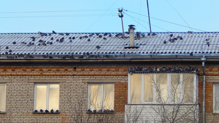 Дом в «Ботаническом» облепили назойливые голуби. Ученый рассказал, почему они могут там селиться