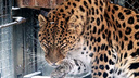 «Как котик»: мурчащего леопарда засняли в «Роевом ручье»