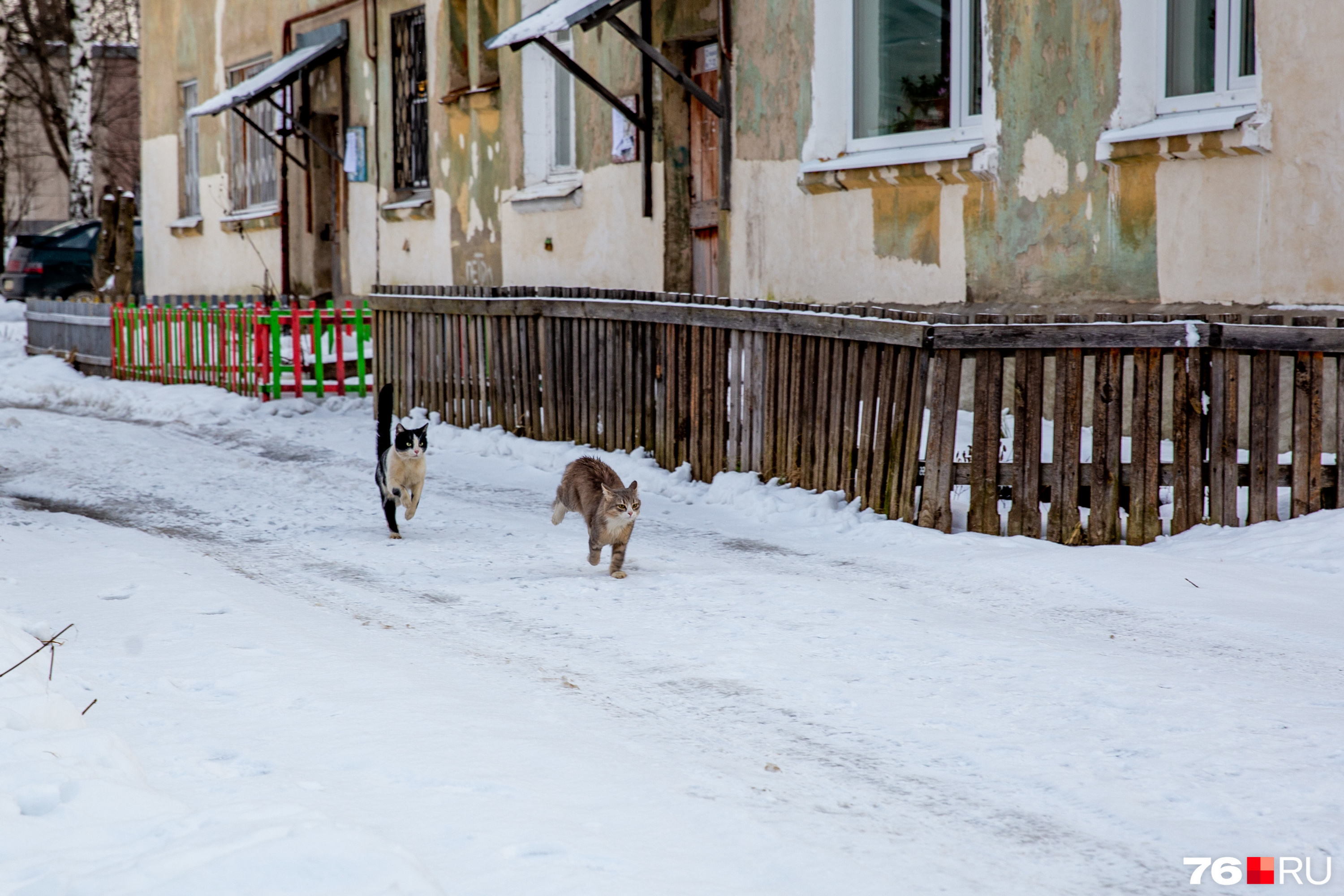 Здесь много котов. Ведут себя по-хозяйски Здесь много котов. Ведут себя по-хозяйски