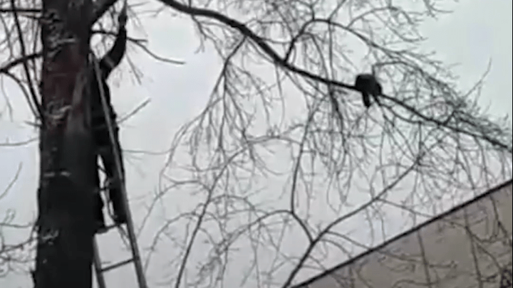 «Увидели спасателей и лестницу»: северодвинец снял на видео, как МЧС помогло коту слезть с дерева