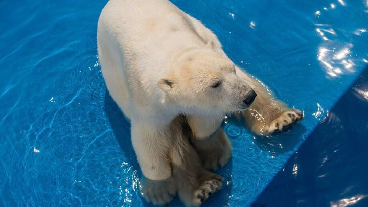 Красноярского белого медведя Седова ещё на год оставляют в Геленджике