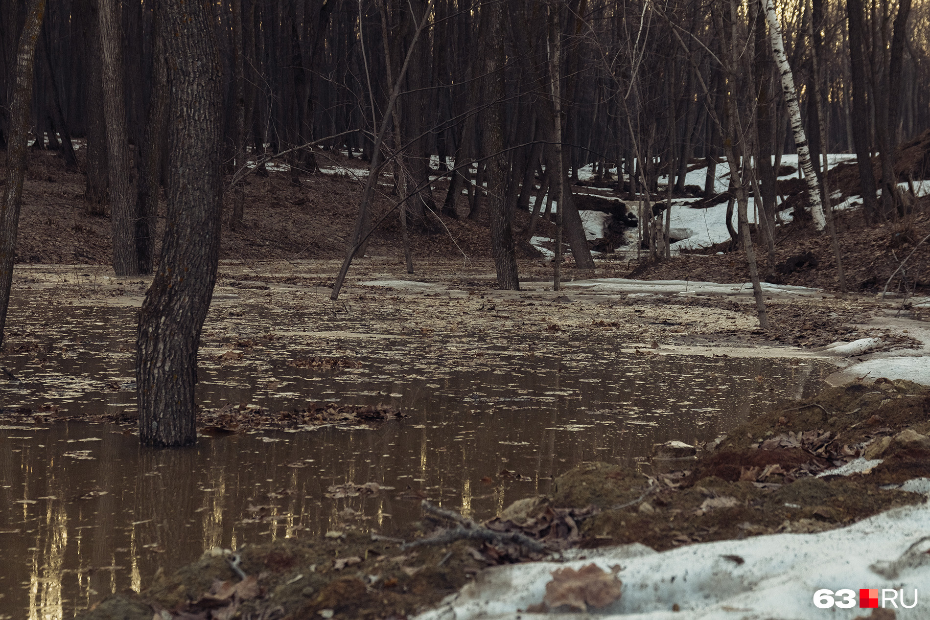Затопленный лес. Лес деревья вода. Наводнение в лесу. Наводнение в лесу. Половодье.
