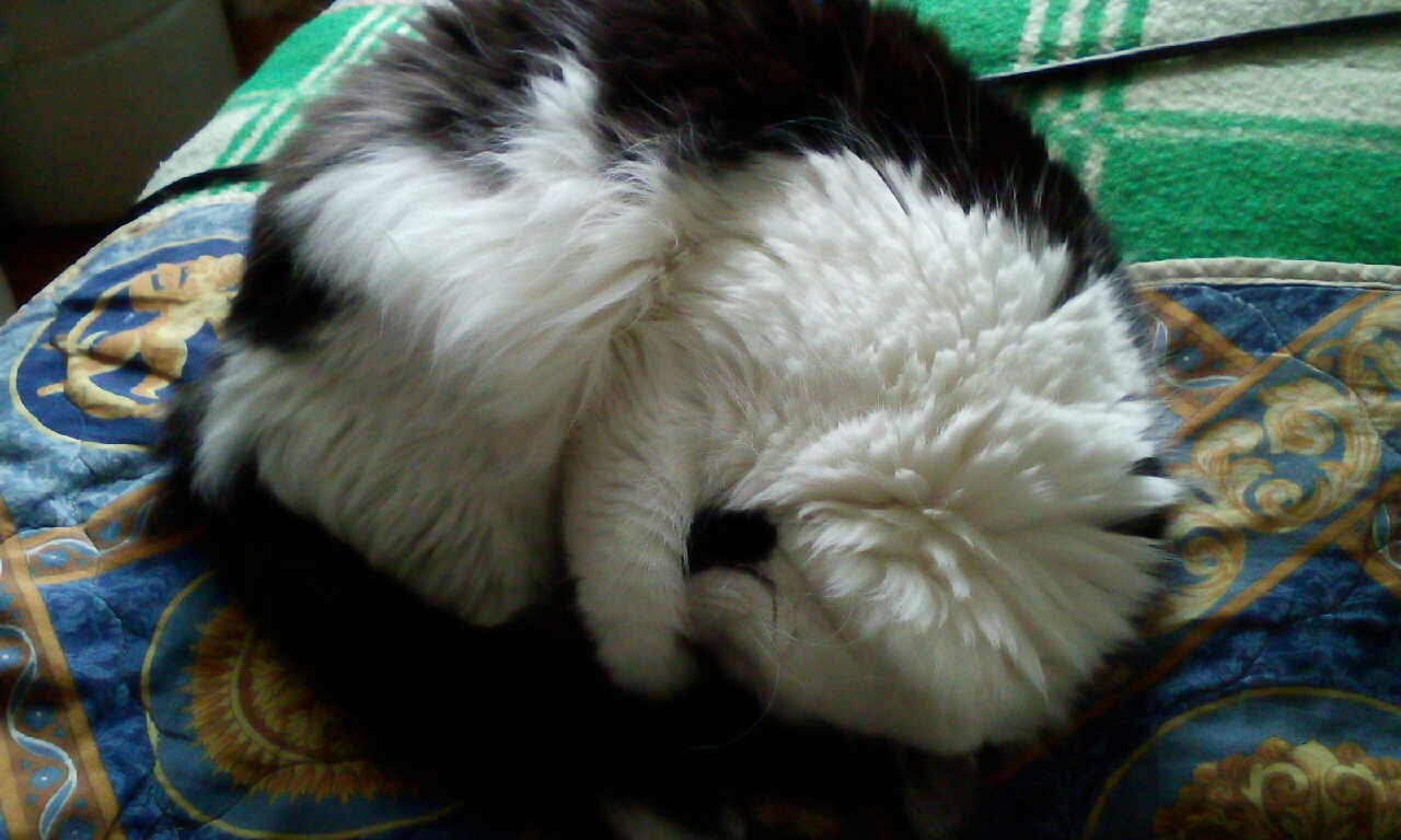 Коты прячут нос от мороза Коты прячут нос от мороза
