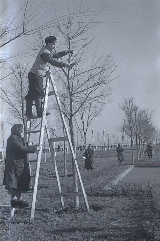 Формовочная обрезка деревьев на куйбышевской набережной. 8 апреля 1960 года