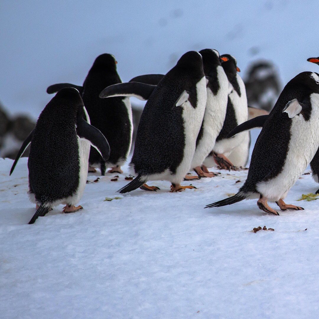 А пингвинов здесь легко встретить прямо по дороге на кухню